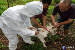 台南市動物防疫保護處人員前往東山區東原國中為校園羊施打口蹄疫苗。(圖/台南市動保處提供)