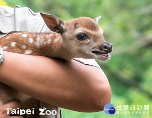 颱風夜誕生　梅花鹿寶寶取名「梅尼莎」（圖／台北市立動物園）