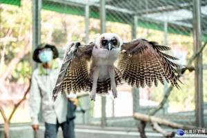 褐林鴞寶寶每日練飛30分　展現猛禽氣勢