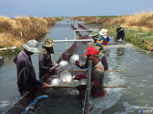 台南沿海養殖業者為虱目魚苗搬家，高興說，今年魚苗價錢比前幾年好。(圖/記者黃芳祿攝)