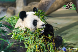 大貓熊生日驚喜包　團團、圓圓將親自揭曉