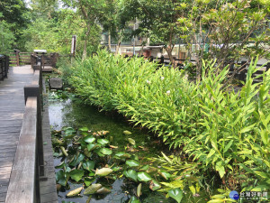 台灣溪水生態縮影　富民公園蟲鳴鳥叫生物多樣