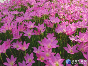 蔥蘭盛開美景映入眼中　北市福林公園彷彿讓人置身在異國中。（圖／台北市公園處提供）