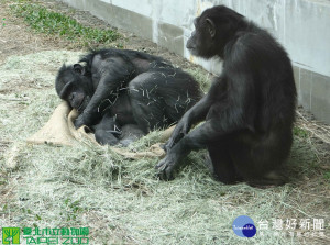 10日下午1點35分時，台北市立動物園驚傳名為「莎莉」的雌性黑猩猩，竟突破防護牆、通電圍籬等防護措施，跑到遊客遊園動線，引起民眾恐慌驚逃。所幸在動物園方人員趕到並引導下，黑猩猩就自行回到展場內，結束這場約20分鐘的驚魂記。（示意圖，非當事黑猩猩 圖／台北市立動物園）