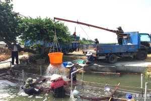 古老行業「虱目魚苗搬家公司」，專為魚苗清點數量和負責安全運送，過程中得確保魚苗數字準確和合證留活口，它是老祖先留下來的智慧(圖/記者黃芳祿攝)