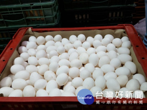 台北市衛生局18日表示，8月底開始進行的「雞蛋驗出芬普尼」專案查核中，永吉蛋行第2次被驗出販賣的蛋品含有芬普尼10ppb（標準：不得檢出，定量極限5ppb ），蛋品來源則是台南市振崑畜牧場。（圖／台北市衛生局）
