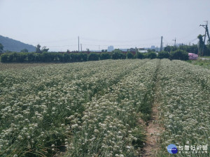 　大溪韭菜花大開，宛如下雪一般，值得前往欣賞，市府及農會尚辦理相關活動，全力行銷。（圖／記者陳寶印攝）