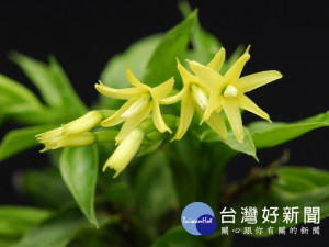 成大與國際合作解開原始蘭花全基因體解序，論文榮登Nature期刊。