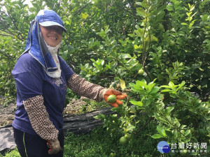 屏東農民種出好品質檸檬　吸引知名商家上架販售