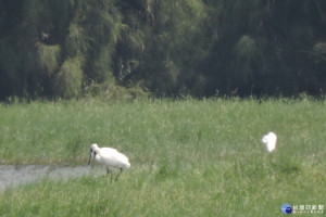 秋風起 鳥蹤現 鰲鼓濕地森林園區為賞鳥預作準備