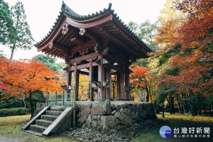 由於廉價航空班次增加、匯率划算，再加上偶像劇的加持，近年來日、韓兩國成了許多國人追「楓」的首選。（圖／Andy Chen提供）