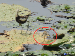 二級保育類野生動物水雉復育有成，官田水雉生態教育園區今年成功孵育100隻水雉幼鳥，水雉爸還帶著幼鳥(圈紅處)玩水覓食，非常驚艷。(圖/記者黃芳祿攝)