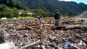 南投林區管理處10月2日至10月18日開放仁愛鄉居民申請撿拾霧社水庫漂流木。