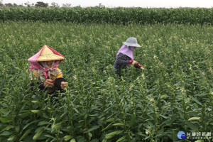 台南沿海栽種胡麻花盛開，是踏青和攝影好主題。(圖/記者黃芳祿攝)