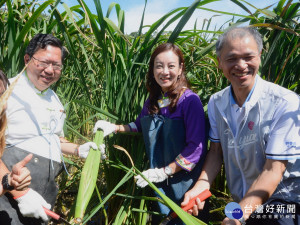 桃園市長鄭文燦參加「綠活客庄2017－三坑茭白筍節」，與客家局長蔣絜安（中）、農業局長郭承泉（右）一起下田收割筊白筍。