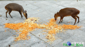 歡度國慶　動物大啖「雙十套餐」