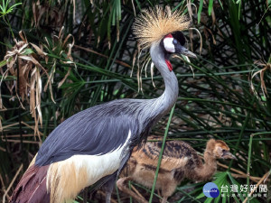 （圖／台北市立動物園提供）