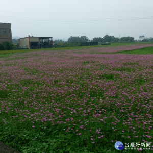 種子已撒下　大溪花海11月中陸續綻放