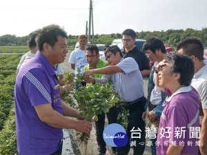 東勢鄉花生遭受斜紋夜蛾肆虐嚴重，縣府將補助農民設置誘蟲盒及費洛蒙誘引劑等方式，進行緊急應變防治。（記者陳昭宗拍攝）