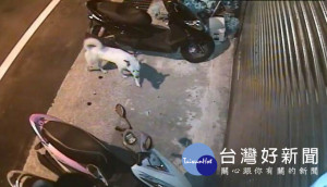 古姓犯嫌攜愛犬偷車，警方以狗追人破案。