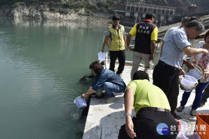 台電明潭發電廠下池水庫魚苗放流活動。