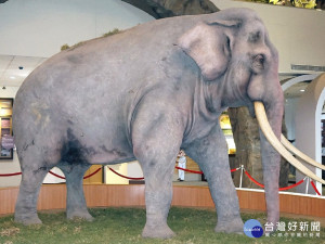 林旺爺爺標本位於動物園內教育中心（圖／北市動物園提供）