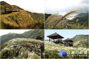 草嶺古道芒花時節又到了。（圖／東北角暨宜蘭海岸國家風景區管理處提供）