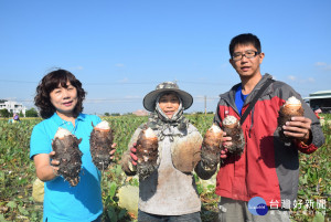 大學生蔡明吉返鄉務農三年餘，勤問、用心種植資訊，果然生產高品質

芋頭，為外埔區拿下台中芋頭評鑑冠軍殊榮。（記者陳榮昌攝）