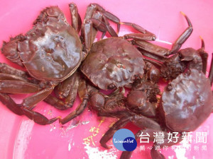 今年入秋以來大甲溪螃蟹豐收，其膏厚味道甜美是老饕最愛，也是品嚐好時候。（記者陳榮昌攝）