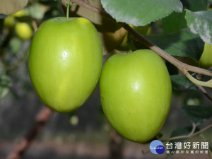 農試所改良成功棗子新品種水蜜棗。林重鎣攝