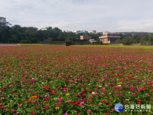 大溪花彩節尚未登場　花朵陸續綻放吸引遊客駐足拍照