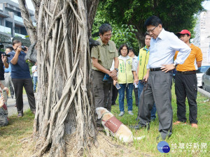 屏市瑞光路行道樹罹褐根病　米格魯偵測檢疫犬出動協防