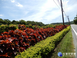 苗縣推動彩帶計畫　道路兩側種植花草提升視覺品質