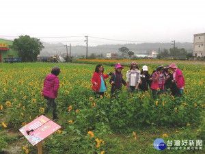 大溪花彩節展開，市長親自主持，大溪田間已開滿漂亮的各式花卉。（圖／記者陳寶印攝）