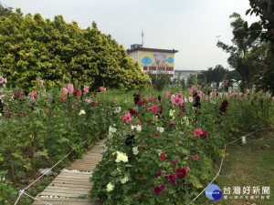 種下夢想的高度　花博公園啟動蜀葵花海計畫