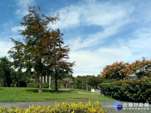 落羽松是大型喬木，樹形優美（圖／公園處提供）