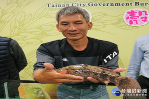 漁民成功養殖筍殼魚，原得原本生長於台南烏山頭水庫一帶的庫魚將更平民化，家庭成員在家就可嚐到它的美味。