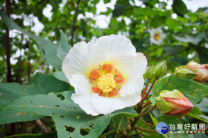 山芙蓉開花時約9～15公分，花瓣5枚