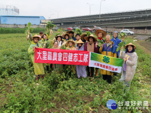 大里農會四健志工隊協助老農採蘿蔔。林重鎣攝