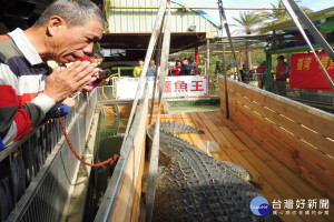 從年輕到現在整整和鱷魚「小河」相處36年的邱錫河，雙手合十、含淚送往大陸。(圖/記者黃芳祿攝)