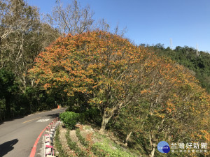 石門水庫南苑停車場的楓葉轉冷紅，十分壯觀。（圖／記者陳寶印攝）