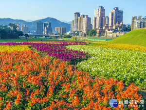 賞花不必人擠人　北市道南河濱11萬童趣盆花海繽紛綻放中