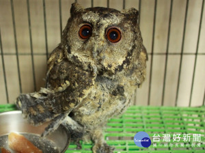 被黏鼠板黏住受困領角鴞，復原情形良好，將擇期野放。（圖／動保處提供）