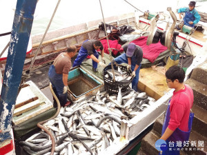 北海岸的淡水、金山地區統計漁民已捕獲6萬多尾烏魚。（圖／魚業處提供）