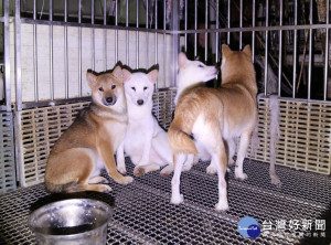 107年1月3日、4日連續2天將於板橋動物之家舉辦2場認養會。（圖／動保處提供）