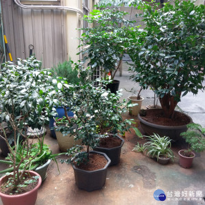 大溪區公所將辦來大溪找茶.找茶花路米活動，特印製活動內容與接駁時刻表，方便大溪來找茶。（圖／記者陳寶印攝）
