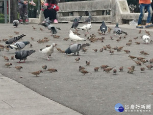 防堵禽流感　屏縣呼籲民眾勿任意餵食野鳥