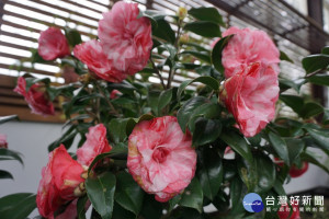 圖說:科博館推出茶花特展茶花品種阿波羅14。（圖/國立自然科學博物館）