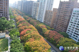 台灣欒樹每年秋冬落葉前之盛花狀況（圖／台北市公園處）