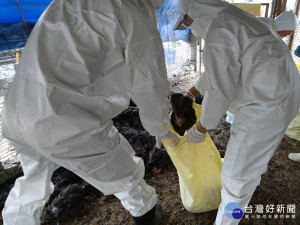 屏縣一處土雞場確診為H5N2亞型高病原性禽流感　撲殺4849隻土雞